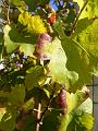 Cabernet sauvignon, Boireann vineyard P1070984